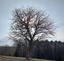 Bucklige Welt