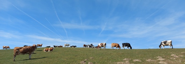 Bucklige Welt