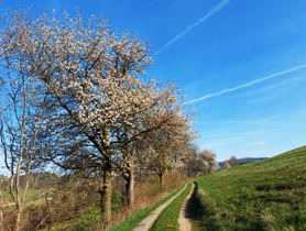 Bucklige Welt