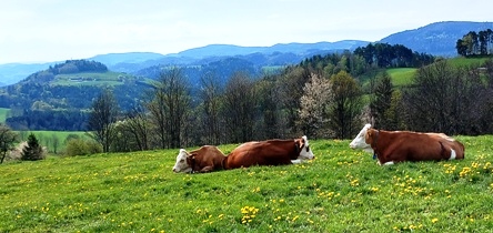 Bucklige Welt