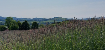 Bucklige Welt