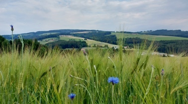 Bucklige Welt