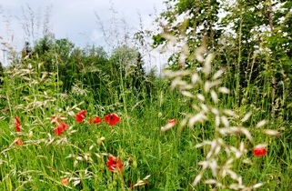 Bucklige Welt