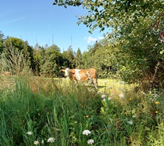 Bucklige Welt