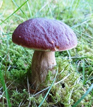 Bucklige Welt