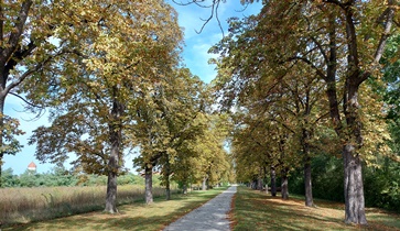Wr.Neustadt