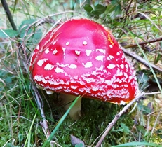 Bucklige Welt