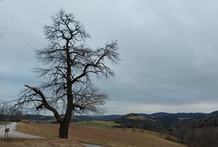 Bucklige Welt