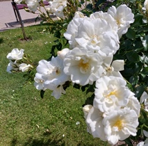 WN, Stadtpark