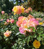 WN, Stadtpark