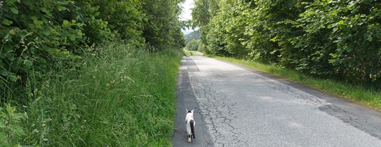 Bucklige Welt