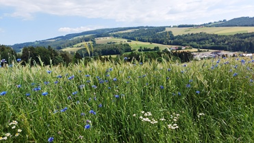 Bucklige Welt