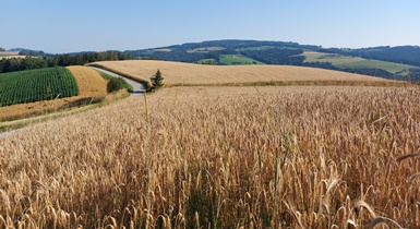 Bucklige Welt