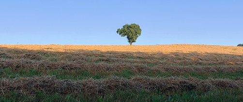 Bucklige Welt