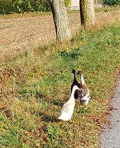 Bucklige Welt