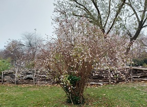 Wr.Neustadt