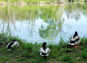 WN, Akademiepark